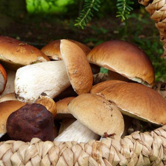 Hrib (Mânătarcă) imagine 7