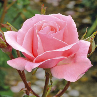 Trandafir teahibrid Poesia imagine 12