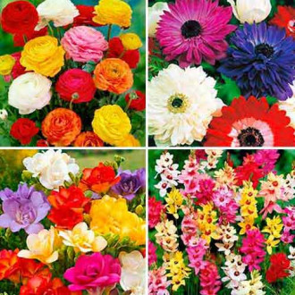 Super oferta! Zestaw Zawilec (anemone) St. Brigid, Frezja Double, Iksja, Jaskier, mix kolorów interface.image 11