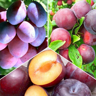 Супер предложения! Комплект сливи, 3 разсада изображение 4
