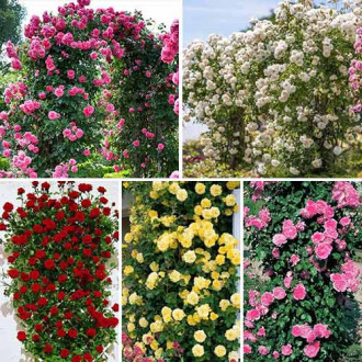 Супер предложения! Комплект катерещи се рози Top Garden, 5 разсада изображение 6