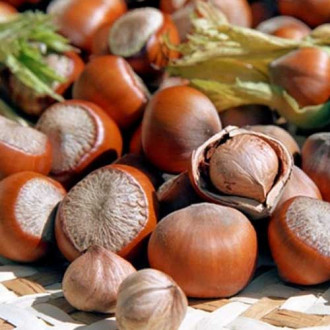 Лешник Jefferson изображение 6