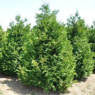 Żywotnik zachodni (Thuja) Brabant, Р9 interface.image 8