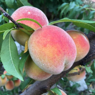 Piersic Haly Gali, С2 imagine 1