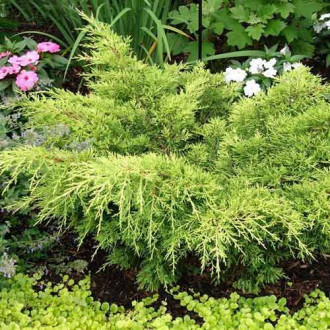 Ienupăr Gold Tip imagine 18