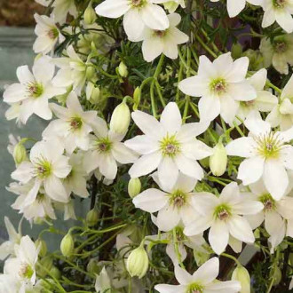 Clematis (Powojnik) Early Sensation, С2 interface.image 10