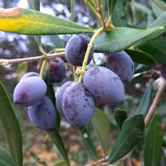 Măslin Koroneiki imagine 10