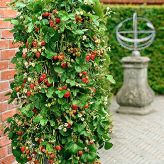 Căpşuni Urcătoare imagine 17