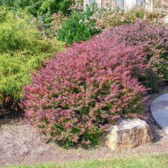 Кисел трън Carmen изображение 9