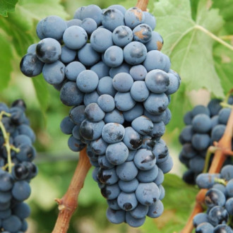 Лоза Leon Millot изображение 3