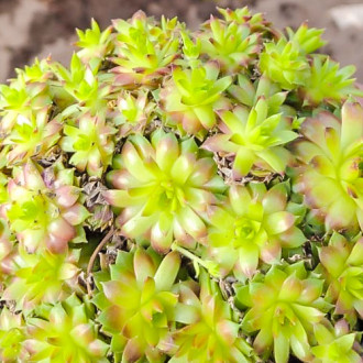 Sempervivum (Urechelniță) Cameleon imagine 9