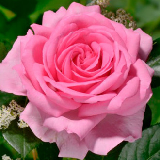 Trandafir teahibrid Ghitta imagine 14