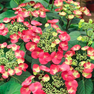 Hortensia macrophylla Rotkehlchen, P9 imagine 13