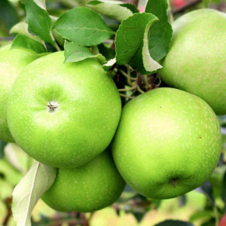 Ябълка Granny Smith, С2 изображение 14