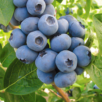 Боровинка синя Toro изображение 15