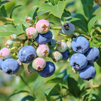 Боровинка синя Nelson изображение 17