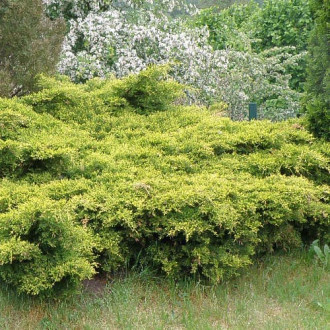 Хвойна King Of Spring изображение 16