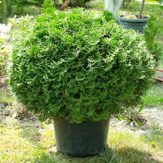 Żywotnik zachodni (Thuja) Tiny Tim interface.image 10