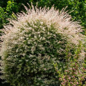 Японска върба Hakuro-Nishiki изображение 2