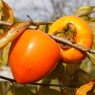 Райска ябълка Jiro, С2 изображение 5