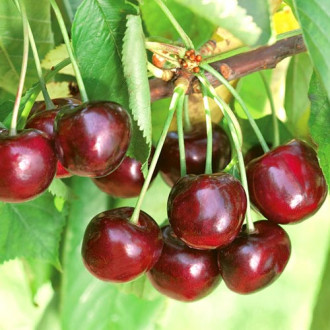 Череша Ferrovia изображение 16