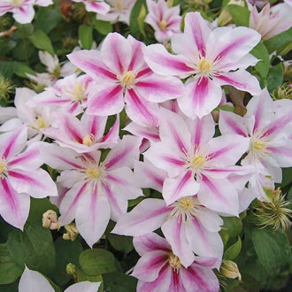 Clematis Andromeda, C2 imagine 3