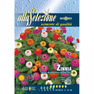 Zinnia (Cârciumăreasă) Thumbelina, mix multicolor imagine 2