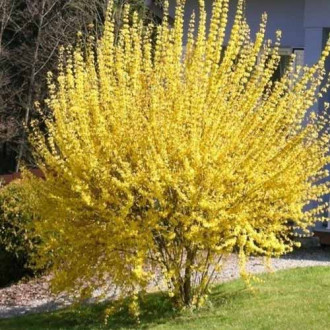 Forsythia Mini Gold imagine 7