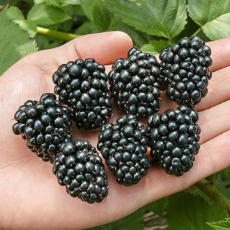 Къпина Thornfree изображение 17