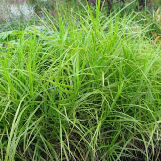 Turzyca ptasie łapki Variegata interface.image 4