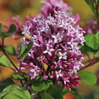 Liliac Red Pixie, C2 imagine 9