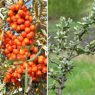 Ракитник (облепиха) Алтайски: мъжко (1)+ женско (1) изображение 7