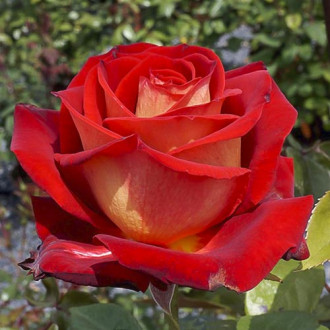 Trandafir teahibrid Bicolette, root ball imagine 15