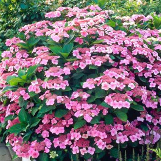 Hortensia macrophylla Mariesii Perfecta, P9 imagine 16