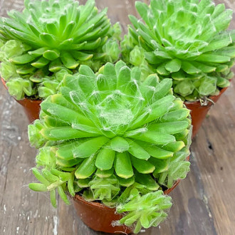 Sempervivum (Urechelniță) Jubilee imagine 5