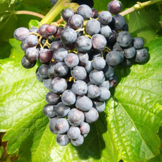 Лоза Muscat Bleu изображение 15