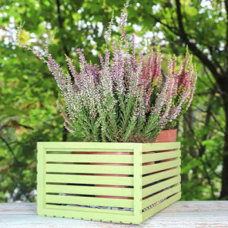 Calluna (Iarba neagra) Lilli imagine 12