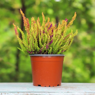 Calluna (Iarba neagra) Golden Angie imagine 2