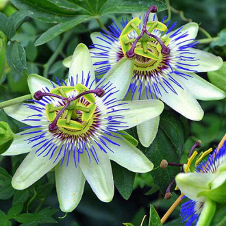 Floarea pasiunii (Passiflora) White-Blue imagine 8