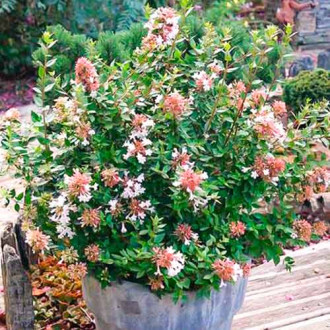 Abelia Autumn Festival imagine 6