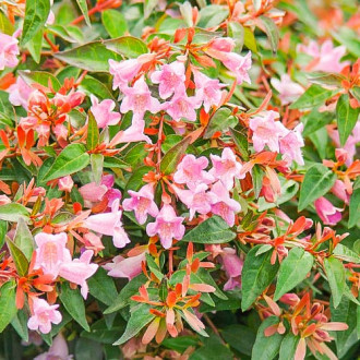 Abelia Edward Goucher imagine 2