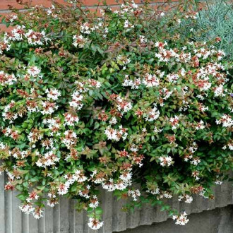 Abelia grandiflora Prostrata imagine 4