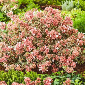 Abelia grandiflora Tricolor Charm imagine 8