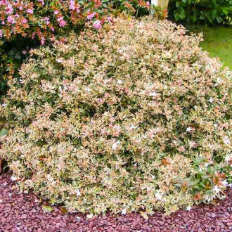 Abelia wielkokwiatowa Confetti interface.image 1