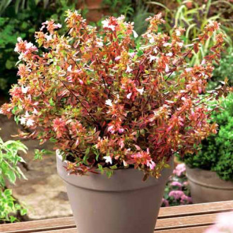 Abelia wielkokwiatowa Sunshine Daydream interface.image 3