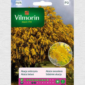 Acacia dealbata (Vilmorin) imagine 2