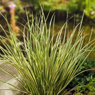 Acorus gramineus Hakuro Nishiki imagine 2