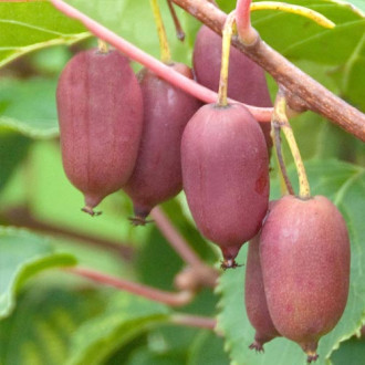 Mini-kiwi (actinidia) Hard Red interface.image 3