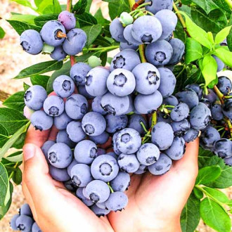 Afin american Blue Gold imagine 15