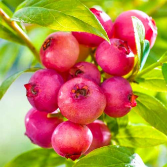 Afin american Pink Lemonade imagine 6